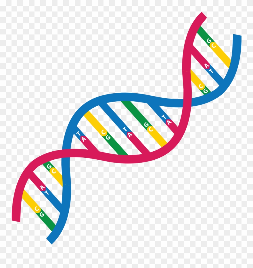 Do You Wanna Know More About Genome Assembly So, Take - Dna Clipart