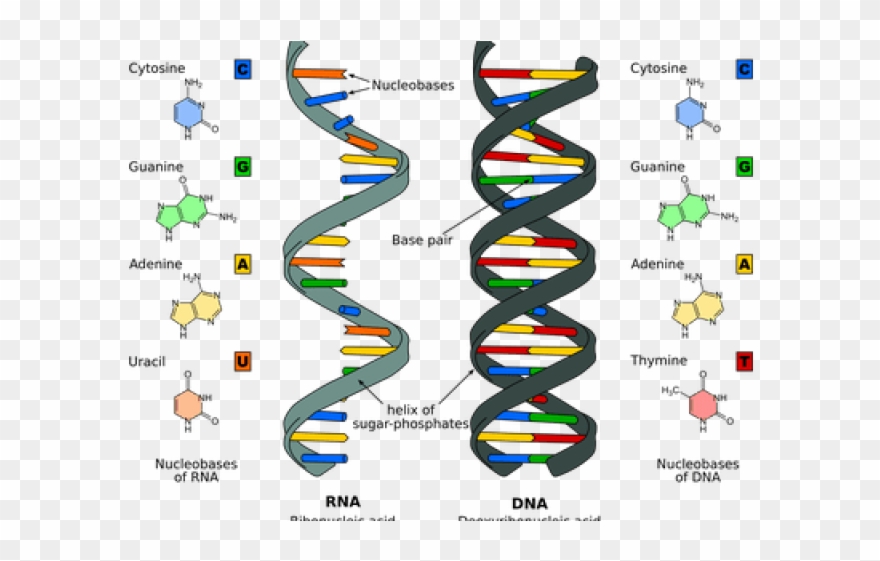 Dna And Rna Differences Clipart