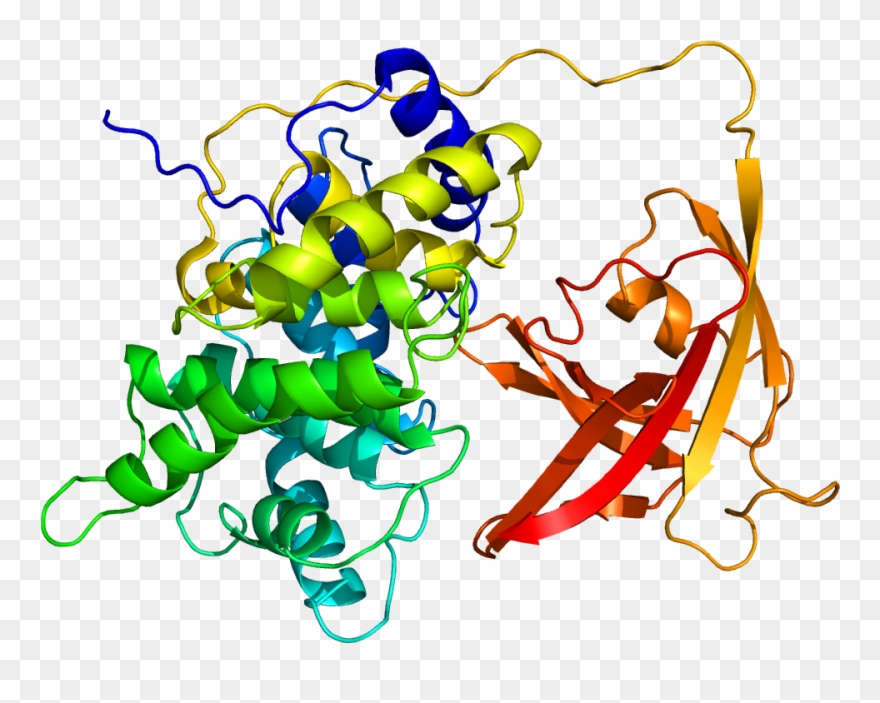 Protein Gif Pdb 2ckt - Factor Intrinseco De Castle Clipart