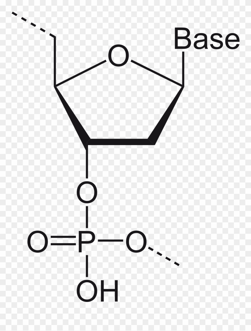 Dna Structure At Getdrawings Banner Download - Glyceraldehyde 3 Phosphate Structural Formula Clipart