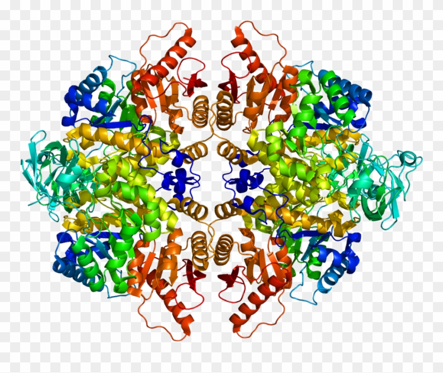 Protein Pklr Pdb 1liu Clipart