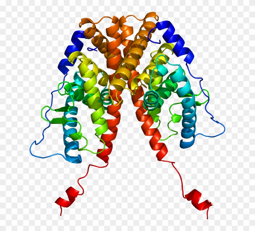 Post-treatment Mutations In Estrogen Receptor Gene - Estrogen Receptor Alpha Structure Clipart