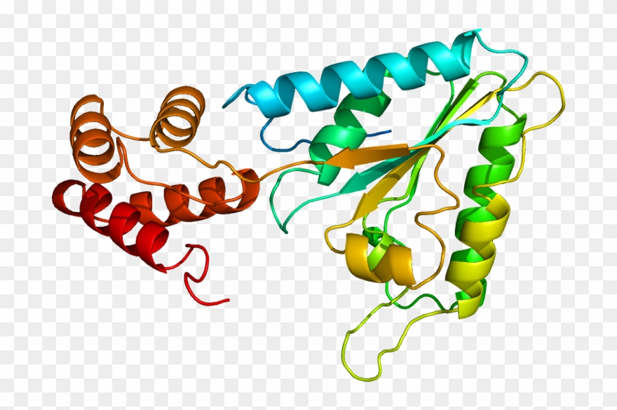 Nsf Proteins Clipart