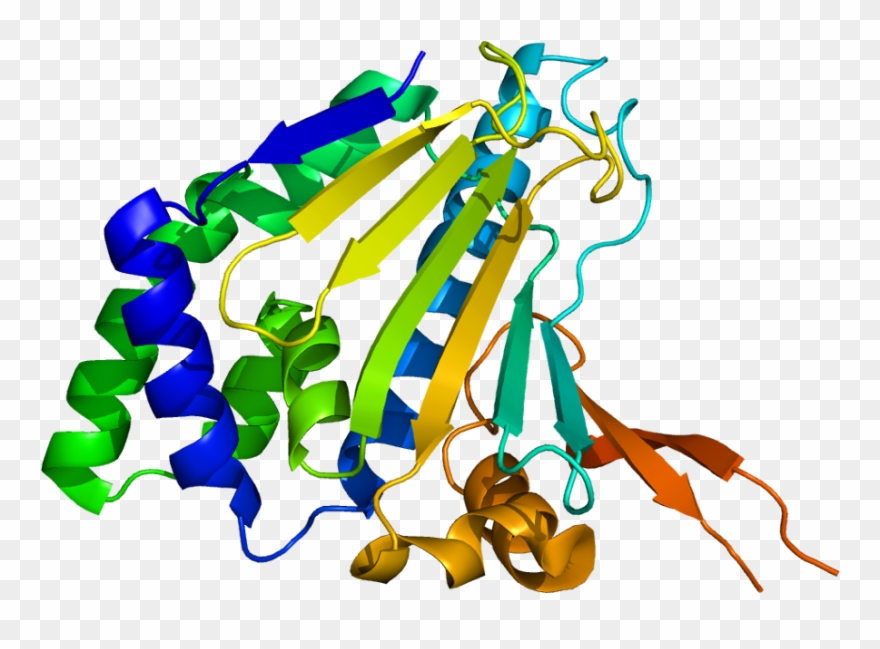 Protein Hsp90b1 Pdb 1qy5 - Hsp90b1 Clipart