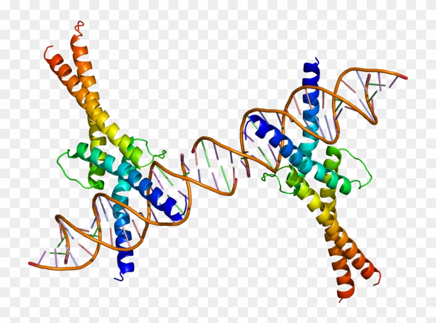 Housekeeping Gene Clipart