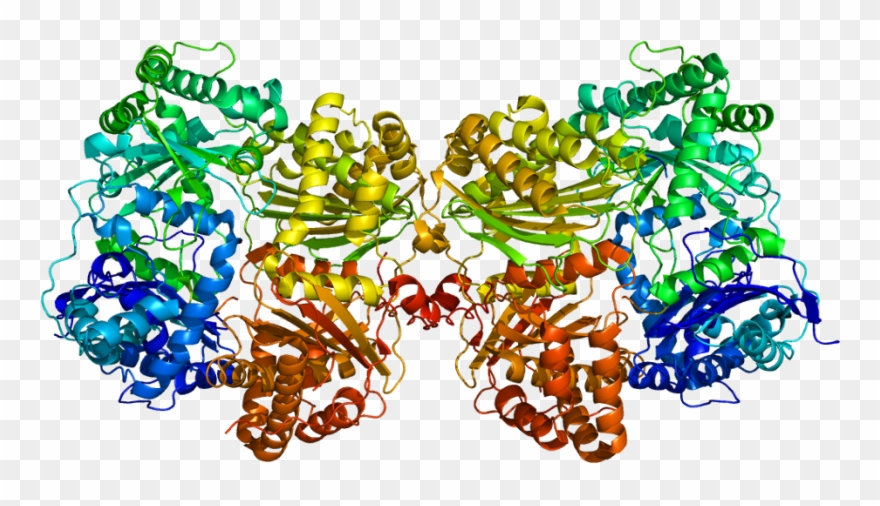 Protein Ide Pdb 2g47 - Ide Enzyme Clipart