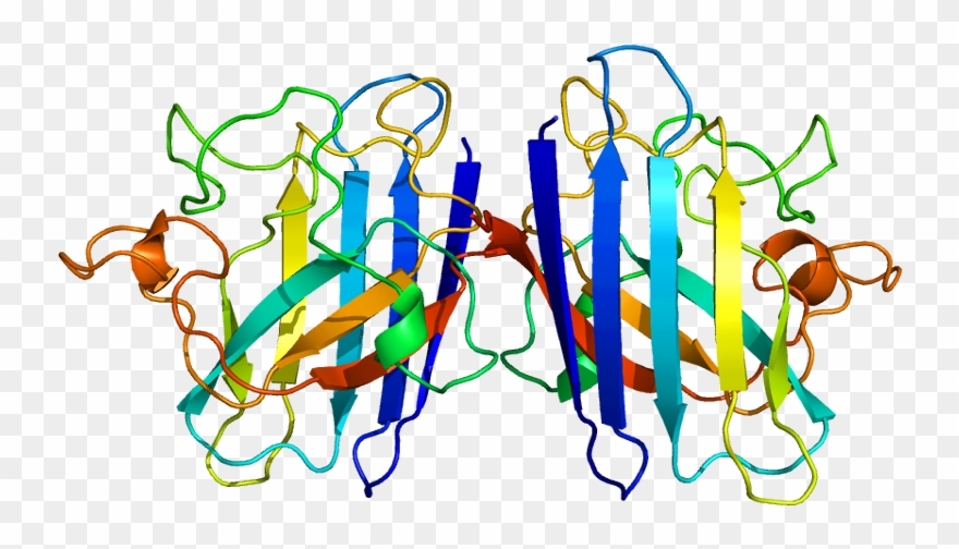 Protein Sod1 Pdb 1azv - Protein Composed Of More Than One Polypeptide Chain Clipart