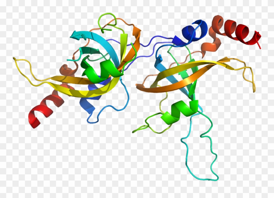 Protein Acd Pdb 2i46 - Acd Clipart