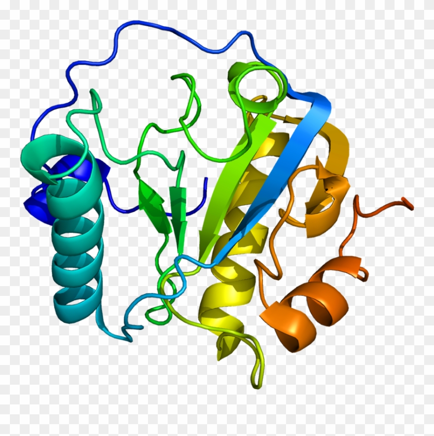 Peptidoglycan Recognition Proteins Clipart