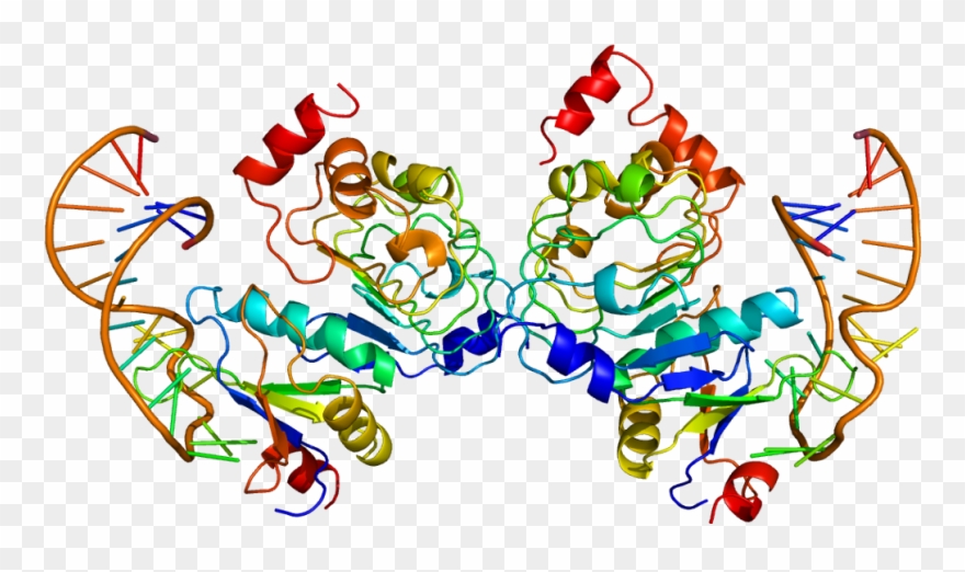 Protein Snrpb2 Pdb 1a9n - Snrpb2 Clipart
