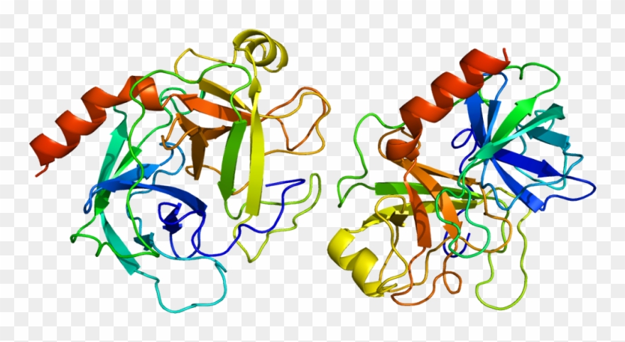 Protein Prss1 Pdb 1trn - Enzyme Clipart