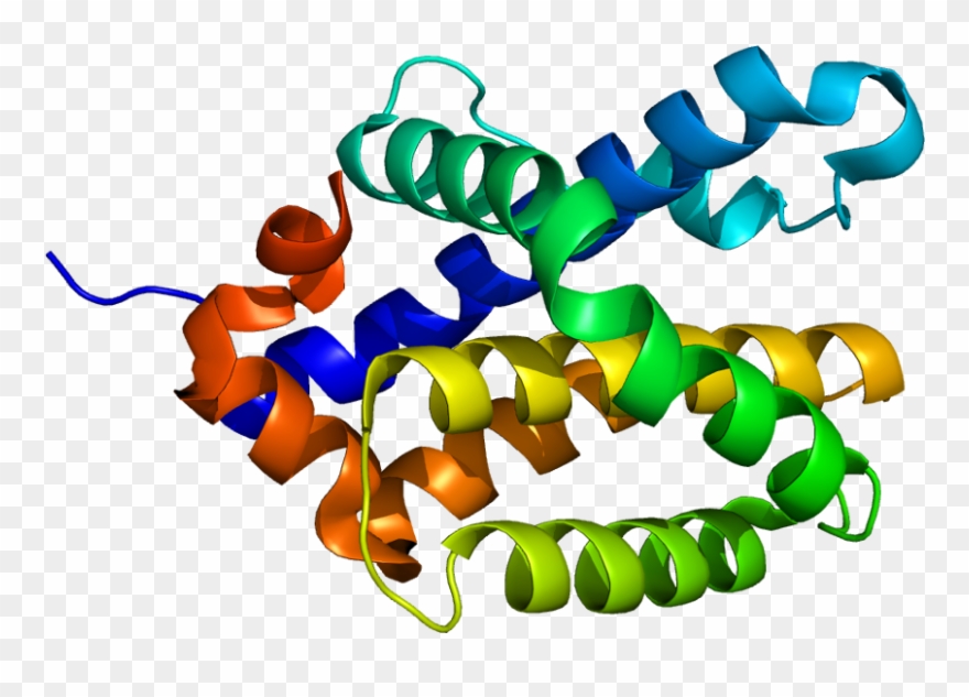 Protein Bak1 Pdb 2ims - Bcl 2 Protein Clipart