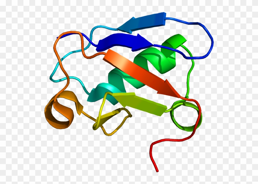 Protein Aspscr1 Pdb 2al3 - Protein Clipart