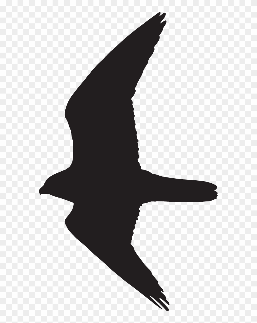 Falcon Silhouette - Peregrine Falcon Flight Silhouette Clipart