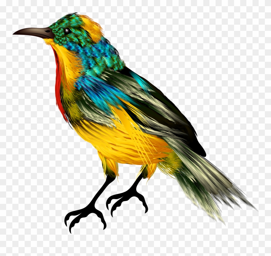 Bird Png Best Web - Bird Png Image Download Clipart