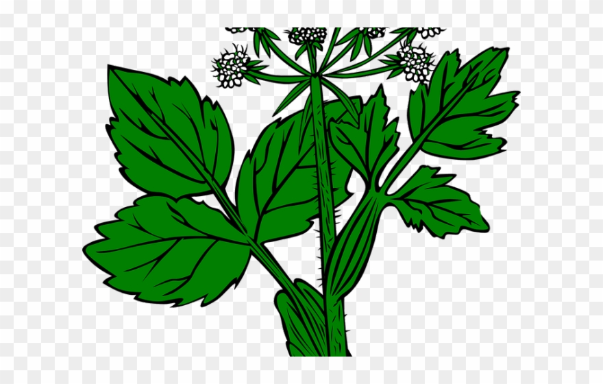 Weed Clipart Wild Plant - Alfalfa Dibujo - Png Download