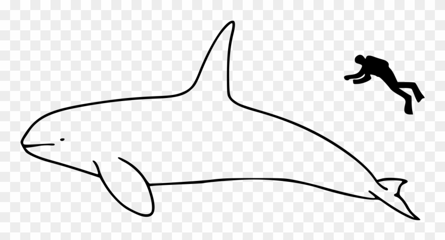 Open - Whale Size Comparison Clipart