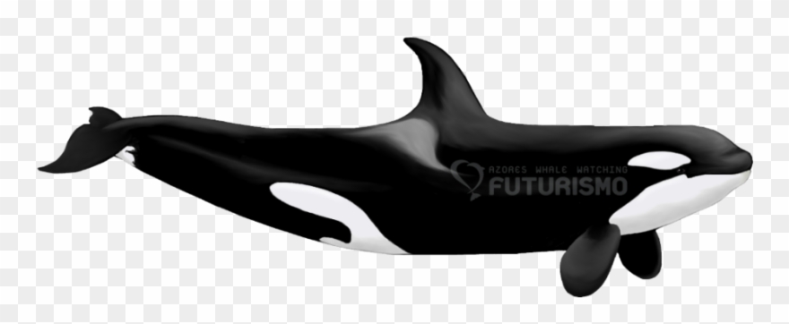 Killer Whale Png Transparent Images - Sexual Dimorphism In Whales Clipart