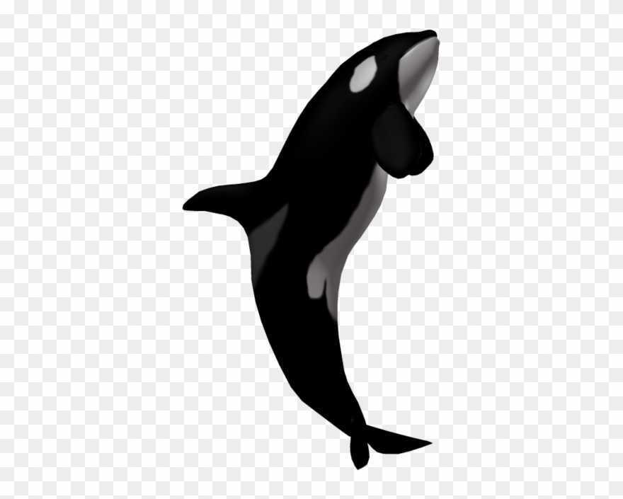 Jpg Library Download Killer Png Transparent Images - Killer Whale No Background Clipart