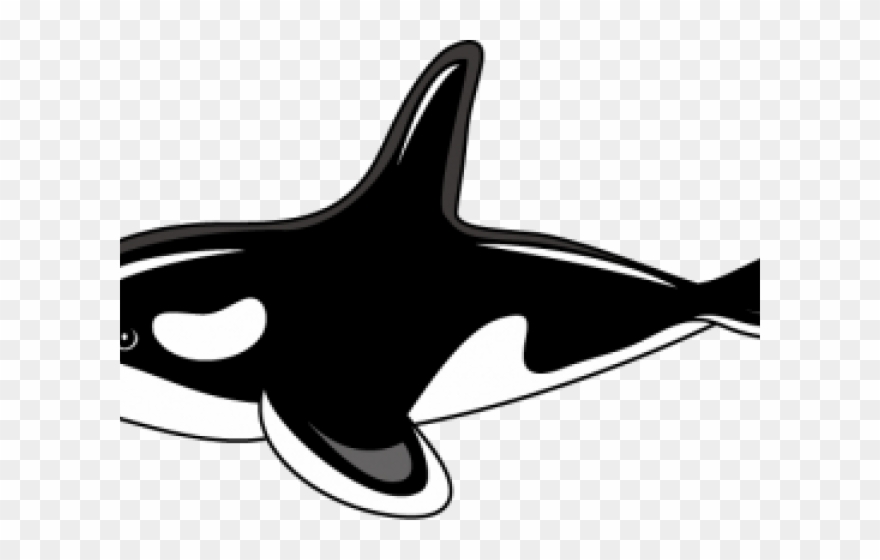 Orca Clipart - Killer Whale Clipart Png Transparent Png