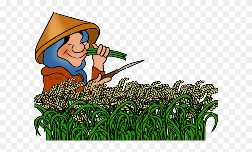 Rice Clipart - Clipart Rice Plant - Png Download