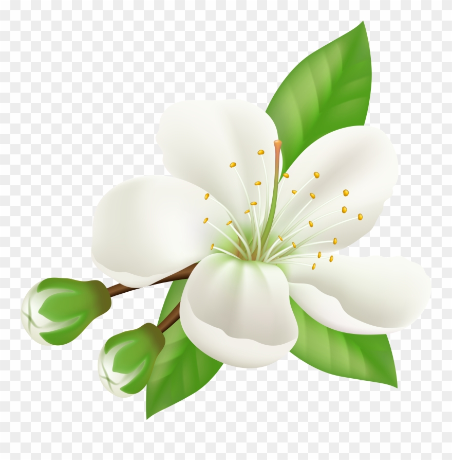 Cherry Blossom Petal Paper Pattern Blooming Clipart