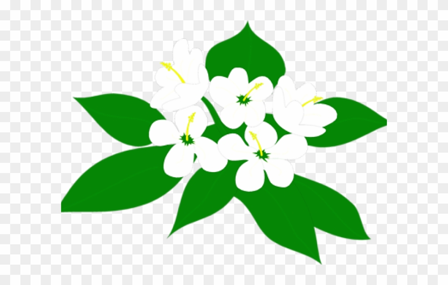 Plants Clipart Sampaguita - Sampaguita Png Transparent Png