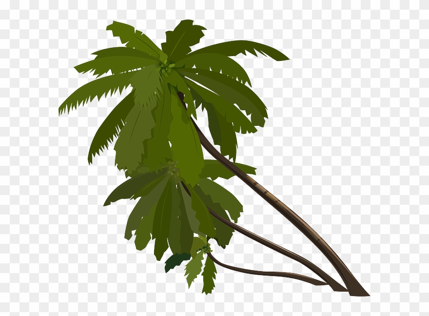 Palm Trees, Slanted, Tropical, Trees, Leaning, Group - Palma De Cera Png Clipart