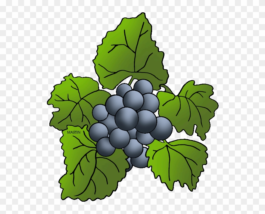 Missouri State Grape - Grape Clipart