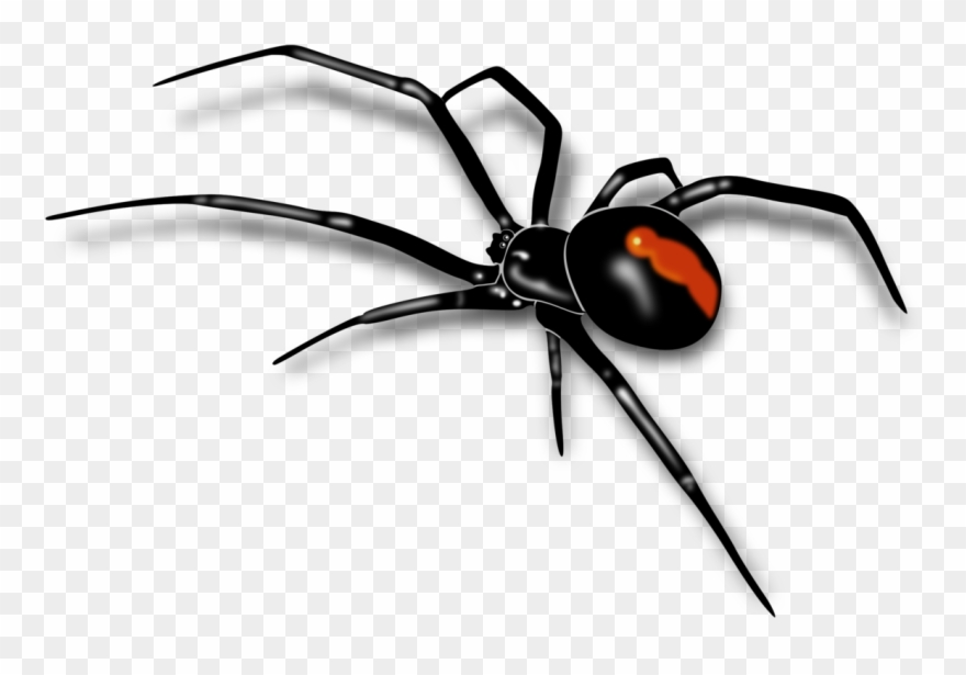 Redback Spider Sydney Funnel Web Spider Southern Black - Redback Spider Clipart