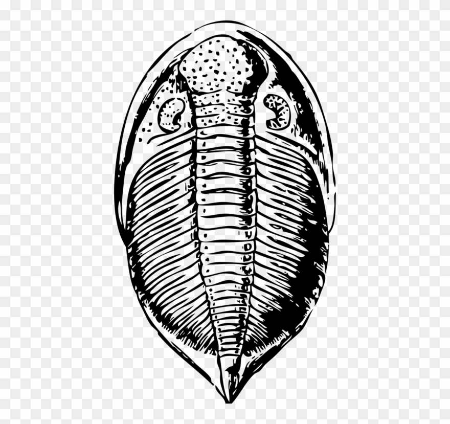 All Photo Png Clipart - Trilobite Png Transparent Png