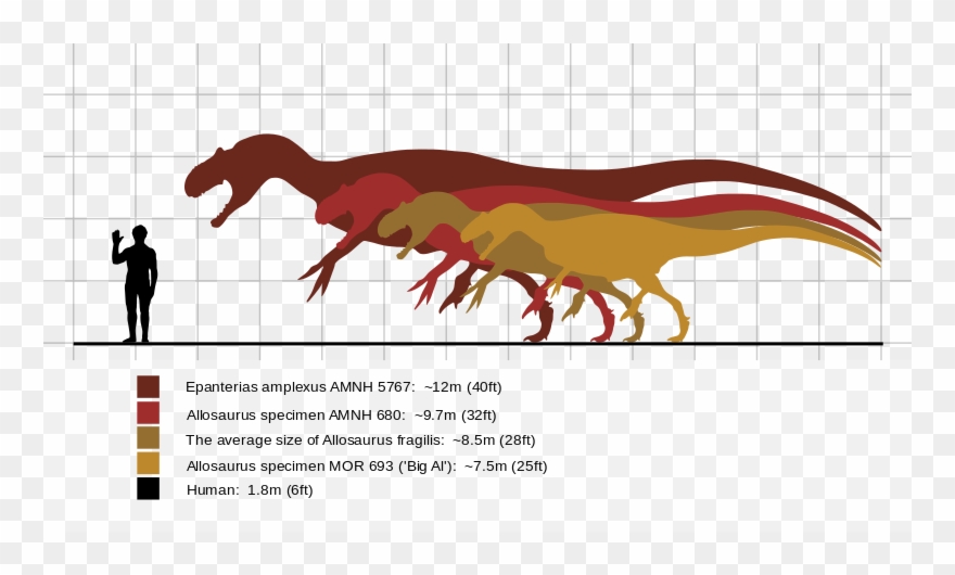 Fossil Clipart Allosaurus - Ark Titanosaur Comparison To Human - Png Download