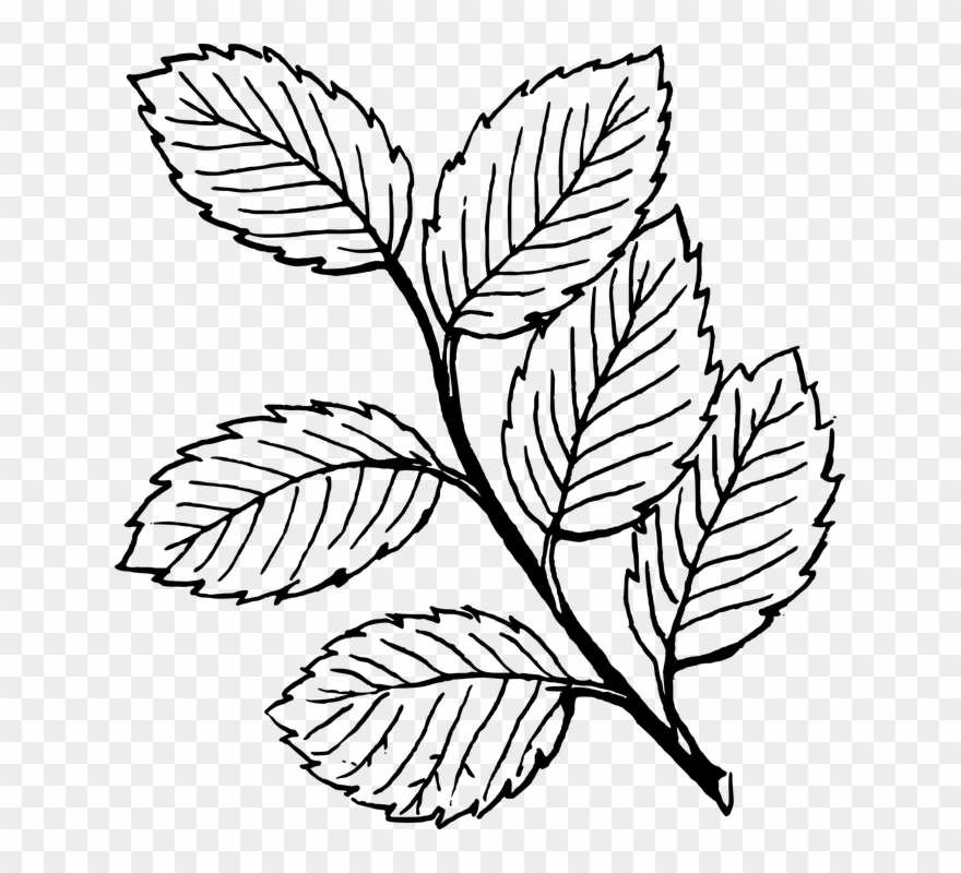 Leaves Clipart 7 Leaves - Leaves Clip Art - Png Download
