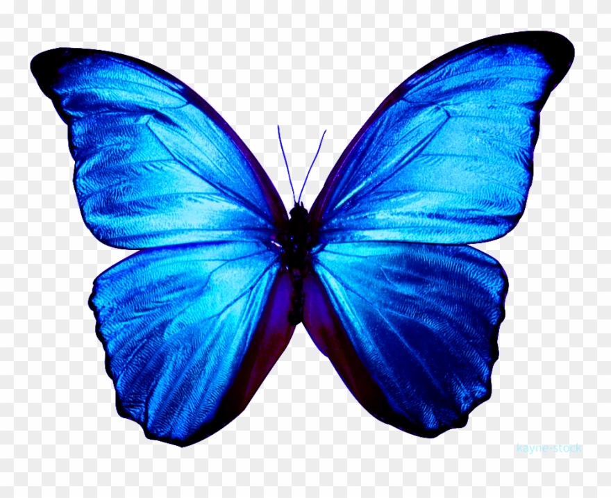 Related Wallpapers - Blue Butterfly Clipart