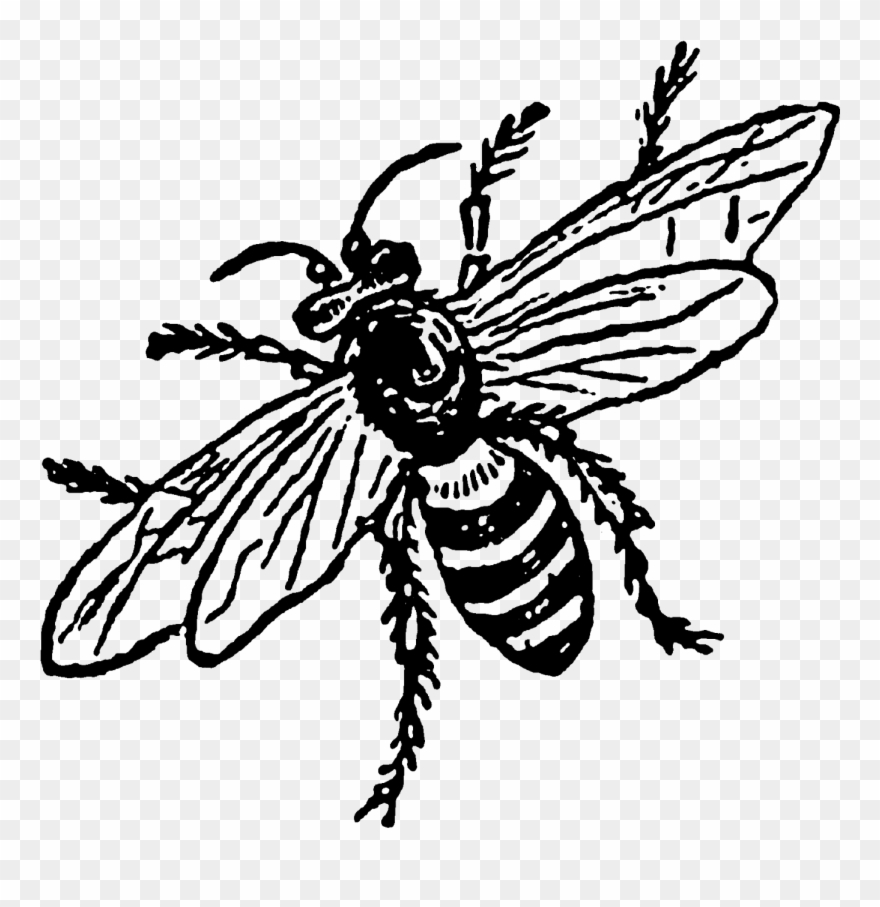 My Favorite Digital Insect Download Is The Second Bee - Batman In Action Drawing Clipart
