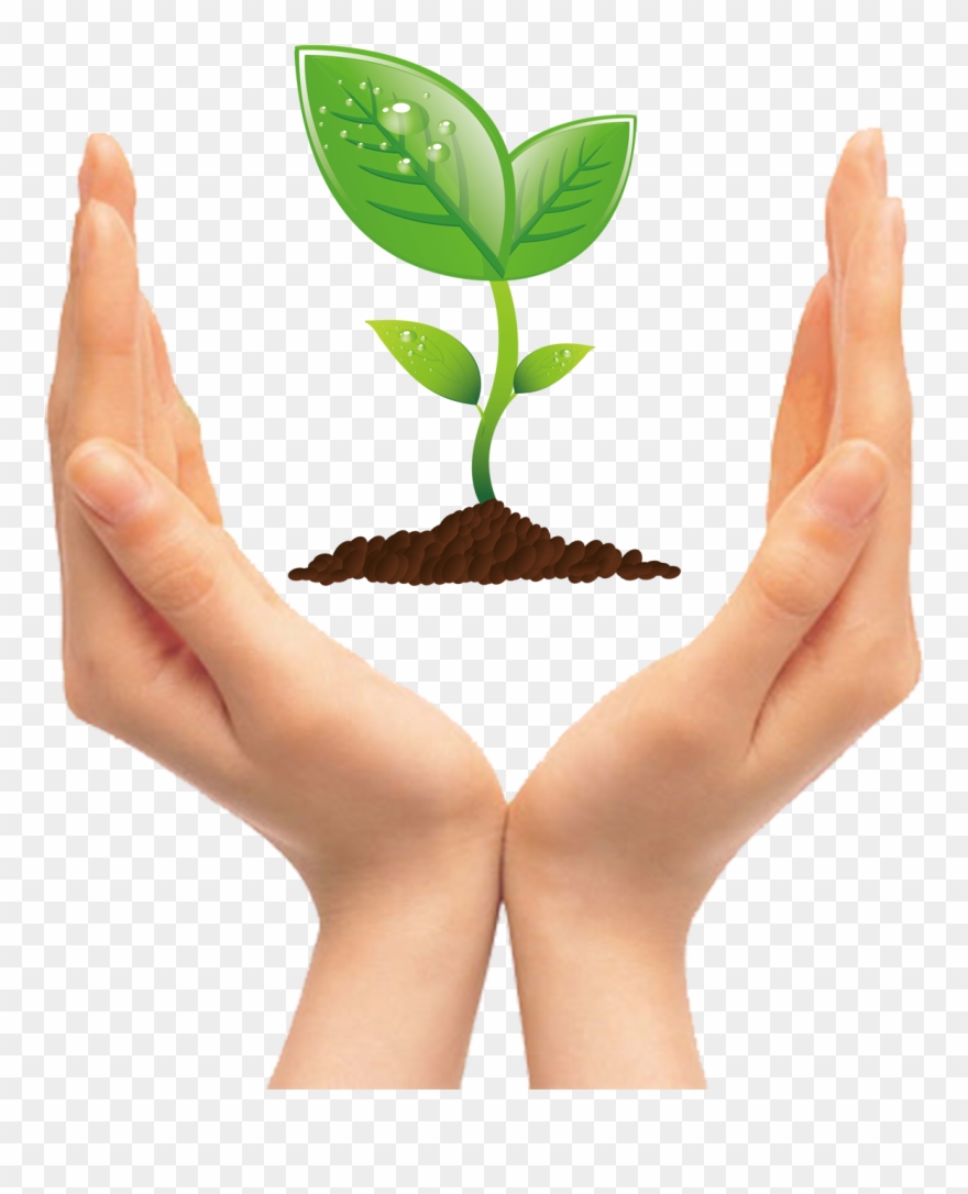 Tree Seedling Clip Art - Vector Environmental - Png Download