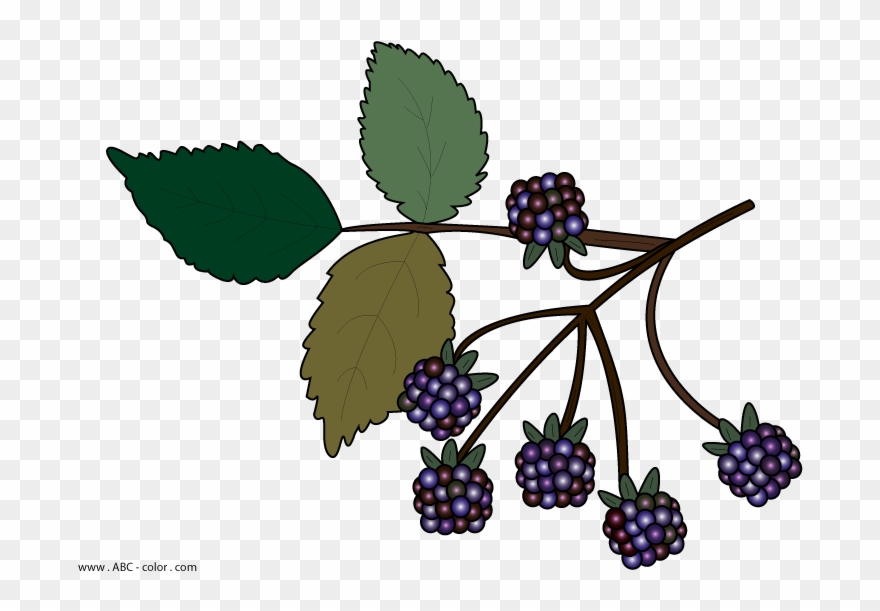 Blackberries - Wild Berries Clipart No Background - Png Download