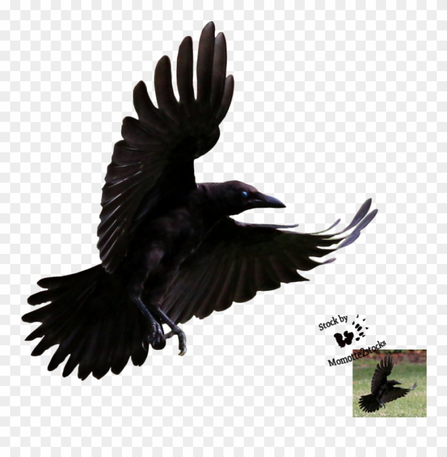 Raven Clipart Simple - Crow Flying - Png Download