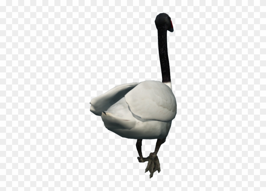 Png Graphics - Canada Goose Clipart