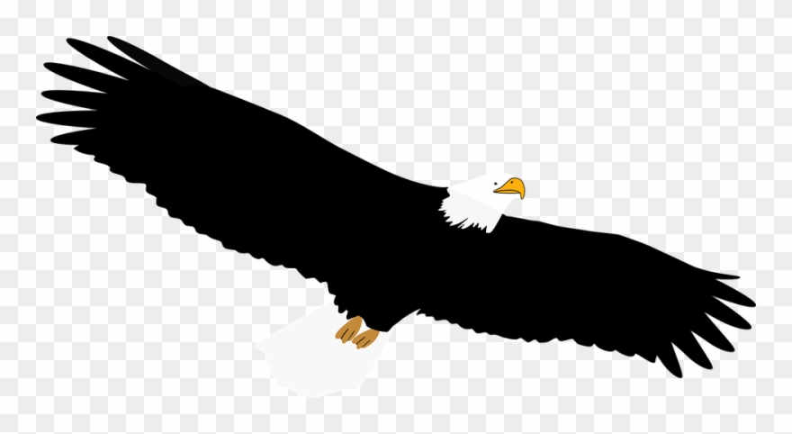 White-tailed Eagle Clipart Transparent - Custom Soaring Bald Eagle Shower Curtain - Png Download