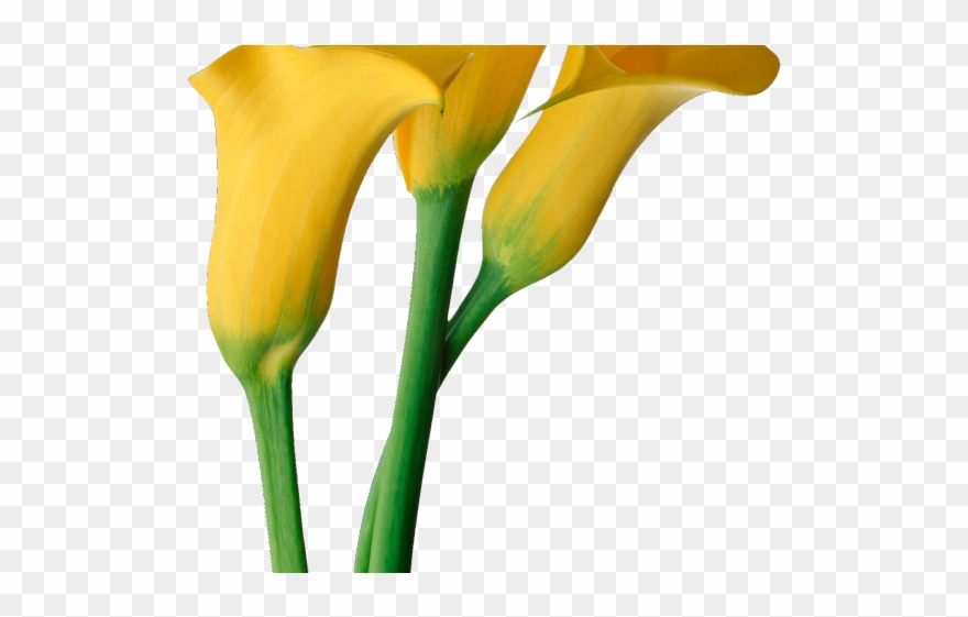 Easter Flower Clipart - Calla Lily Flower Png Transparent Png