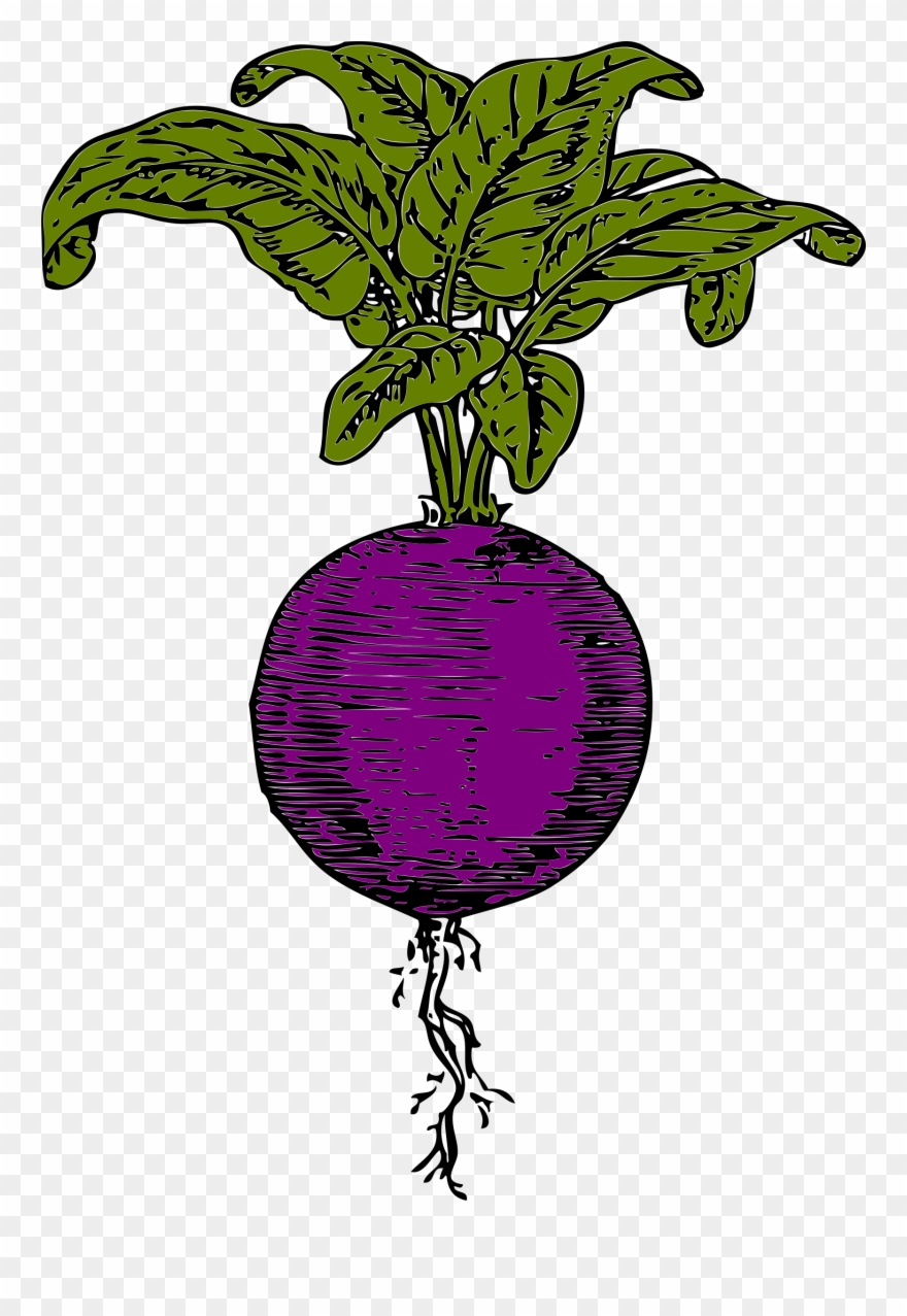 Purple Beet - Beetroot Clip Art - Png Download