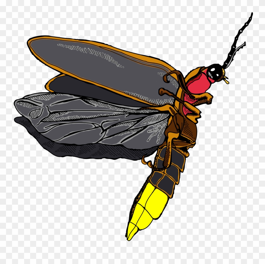 Firefly Icon Clipart - Firefly Insect Png Transparent Png