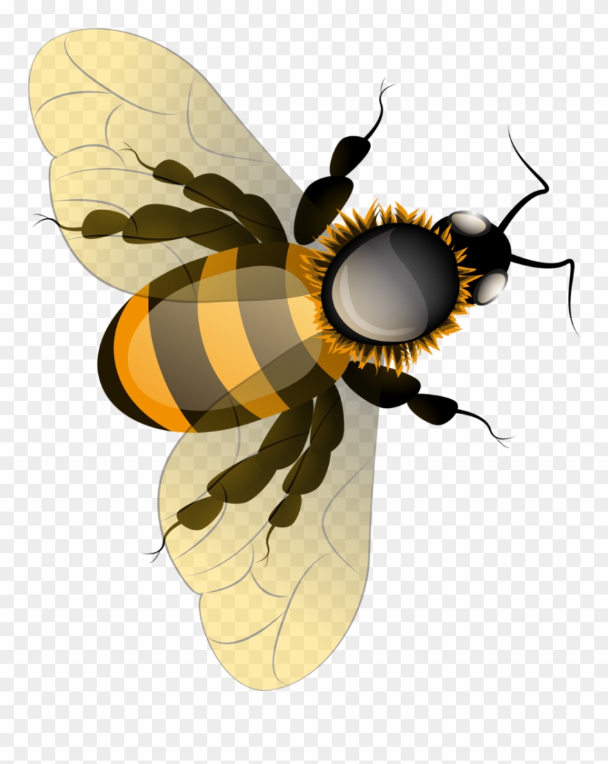 Utah Clipart Honey Bee Nest - Honey Bee - Png Download