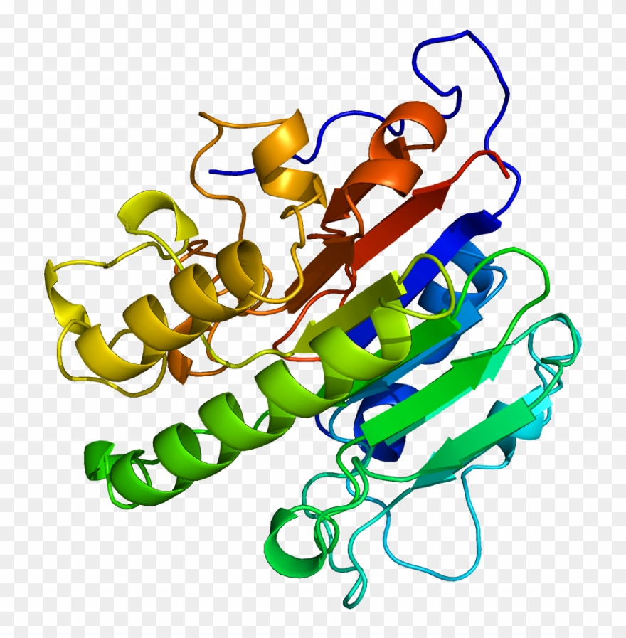Protein Apex1 Pdb 1bix - Apex1 Gene Clipart