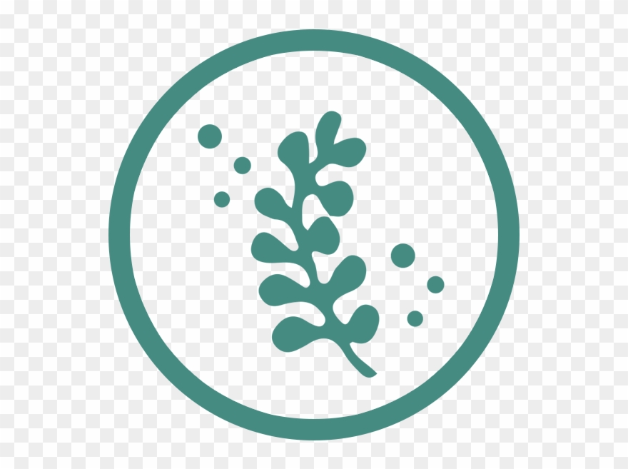 Seaweed Clipart Leaf - Seaweed Icon Png Transparent Png