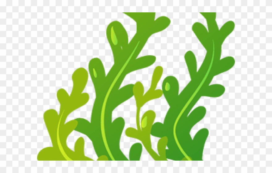 Seaweed Clipart Animated - Seaweed Clipart Clear Background - Png Download