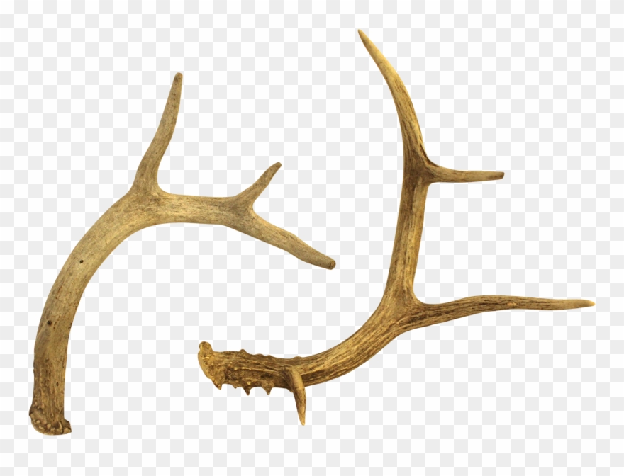 Clipart Free White Tailed Deer Chairish - White-tailed Deer - Png Download