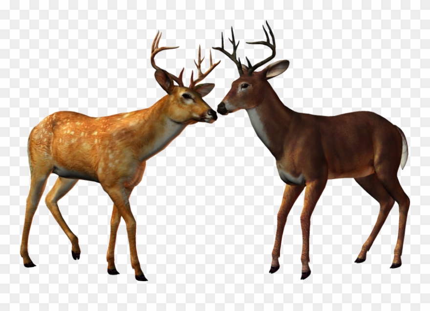Animaux De La Forêt - Clipart Animaux De La Foret - Png Download