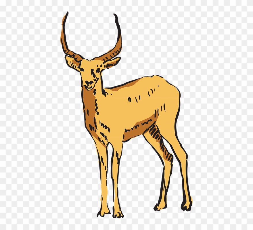 Antelope Clipart Transparent - Antilopa Png